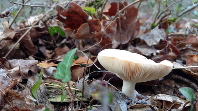 DECONS SAS à LE PIAN-MEDOC — Photo 4 du centre VHU agréé Haute-Garonne
