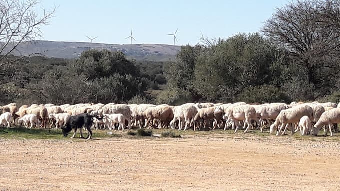 FERT RECYCLAGE Montpellier à COURNONSEC — Photo 3 du centre VHU agréé Hérault