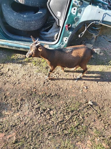 Garage Céréa à NERAC — Photo 4 du centre VHU agréé Lot-et-Garonne